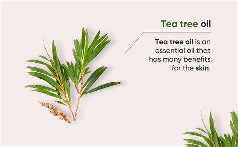 Naturalis Tea Tree Oil for Hair, Acne, Pimples and Scar - Pure and No ...
