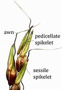 spikelets 的图像结果