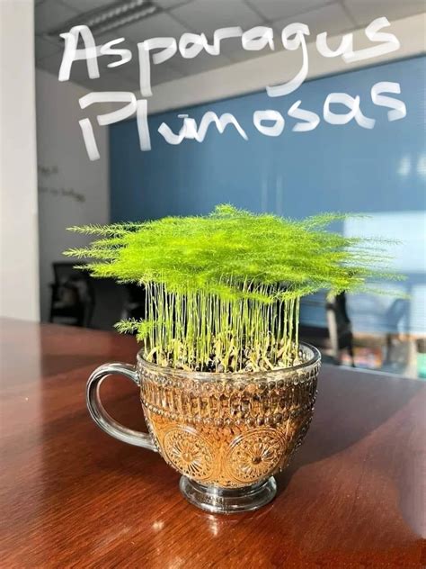 Pin by Piggly Wiggly on Indoor plants | Asparagus fern, Cool plants ...