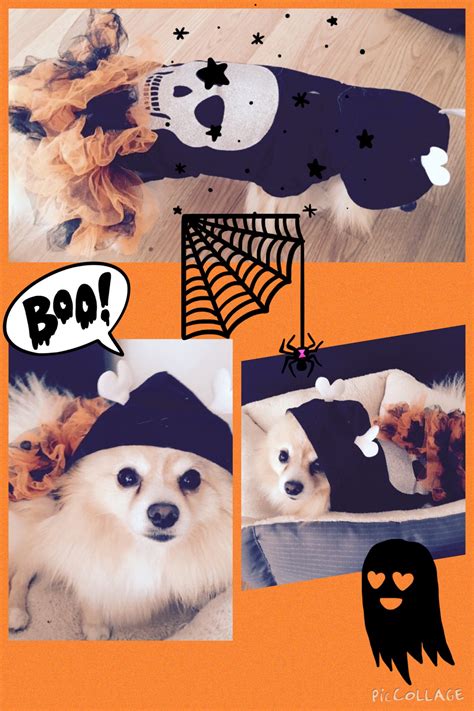 Paws 4 A Cure is an all-volunteer 501(c)(3) nonprofit organization that ...