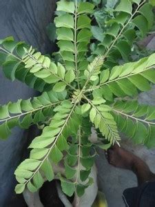 Starlink Curry Leaf Plant Price in India - Buy Starlink Curry Leaf ...