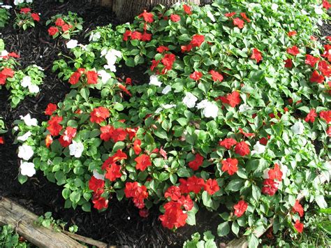 Sherry's Place: Update on my flower gardens