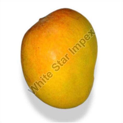 Organic Totapuri Mango Exporter, Supplier from Rajkot