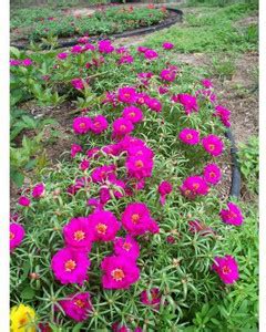 Platone Portulaca Plant Price in India - Buy Platone Portulaca Plant ...