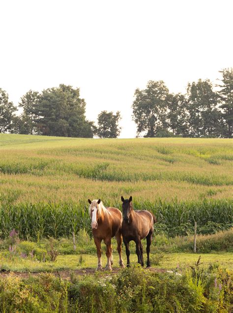 Banner 18 Celtics Championship Corn Maze at Kimball Farm Haverhill, MA ...