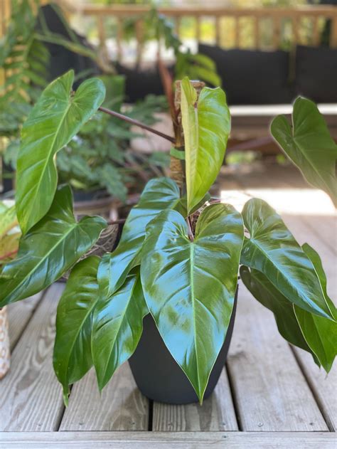 23 Philodendron Varieties for Your Houseplant Collection - Bob Vila