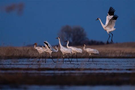 The harrowing 5,000-mile flight of North America's wild whooping cranes | National Geographic