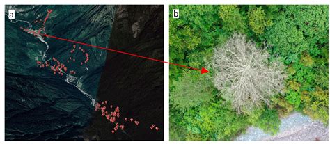 Susceptibility Mapping of Unhealthy Trees in Jiuzhaigou Valley ...