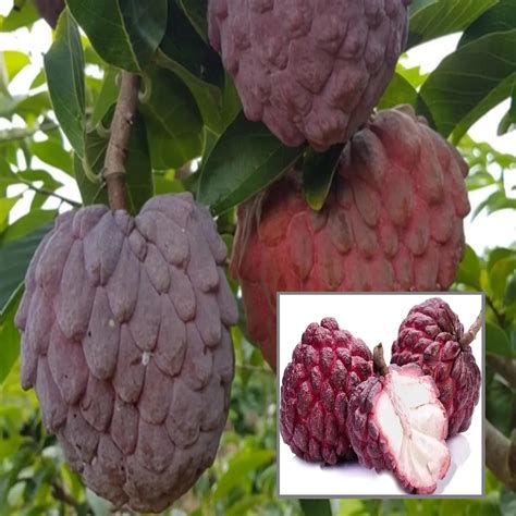 HAPING Red Custard Apple Sugar Apple Sitafal Ata Grafted Fruit Live ...