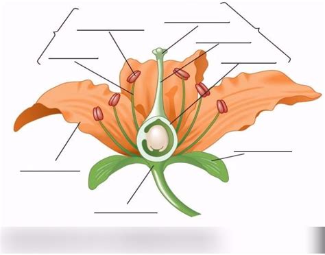 Flower Structure 的图像结果