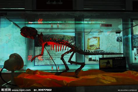 恐龙化石(非高清)摄影图__传统文化_文化艺术_摄影图库_昵图网nipic.com