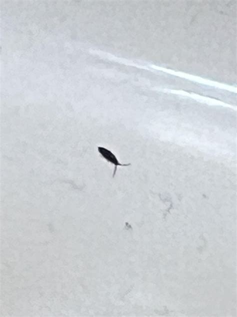 Small Bugs On Bathroom Sink