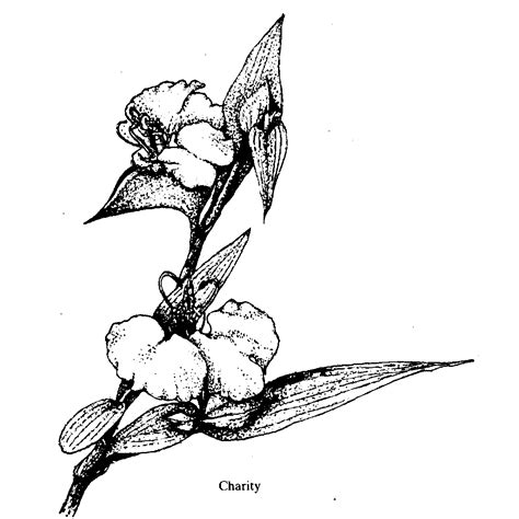 Flowers and Their Messages - Book by 'The Mother' : Read