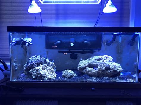 Image result for Reef Overflow Box