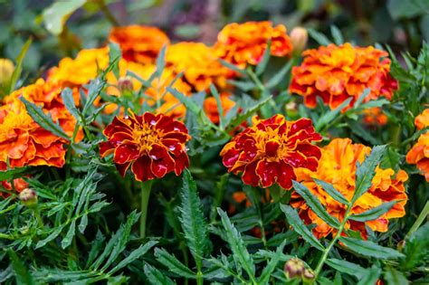 25 Flowers That Still Bloom Beautifully in Full Sun