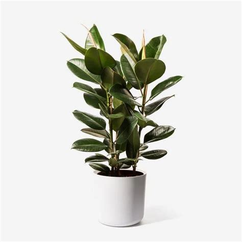 Indoor or Outdoor: The Best Place for Your Rubber Plant – Inntinn.in