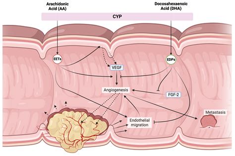 Harnessing Oxylipins and Inflammation Modulation for Prevention and ...