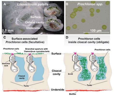 Possible Functional Roles of Patellamides in the Ascidian-Prochloron ...