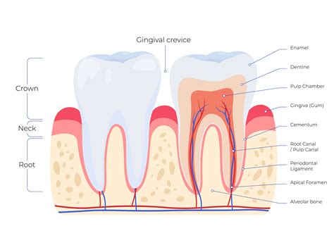 Tooth Anatomy | Smile Dental Clinic