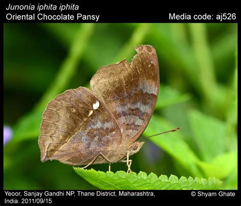Junonia iphita | Butterfly