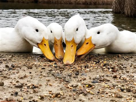 What is a Group of Ducks Called? Discover the Collective… | Birdfact
