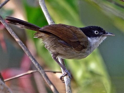 Dark-fronted Babbler - eBird