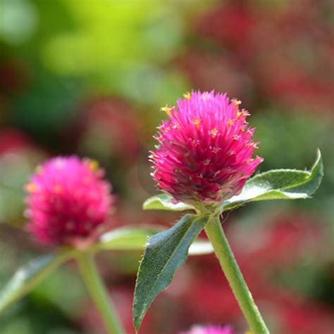 Gomphrena Pink Seeds – Vibrant Globe Amaranth Flowers for Pots & Beds ...