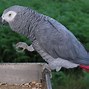 Image result for Pic of a Pet