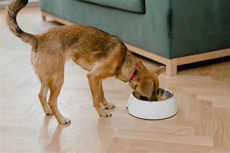 What You Need to Know About Dogs & Weetabix - Lancashire Gazette