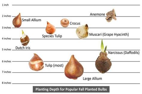 Image result for Bulb Planting Guide