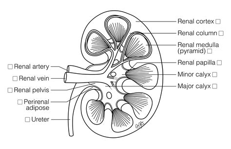 Kidney Beschriften Anatomie Labeling Nephron Ausmalen Kidneys Niere Urinary Physiology Renal ...