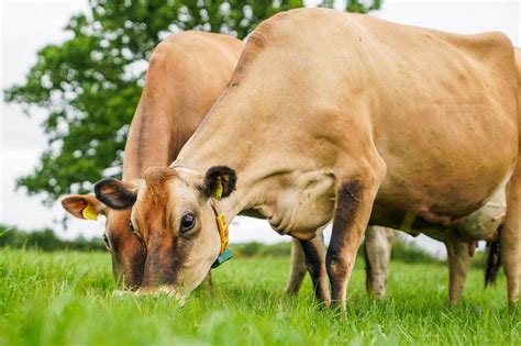 Why is Pedigree Important? | Jersey Cattle Society of the UK