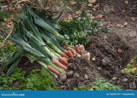 123 Leaks Vegetable Photos - Free & Royalty-Free Stock Photos from Dreamstime