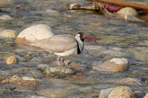 Ibisbill (Ibidorhynchidae) | Gallery | WildArt | Birds of Indian ...