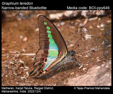 Graphium teredon | Butterfly