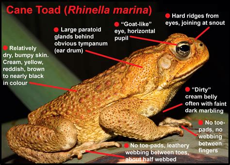 Cane toads introduced | Australia’s Defining Moments Digital Classroom | National Museum of ...