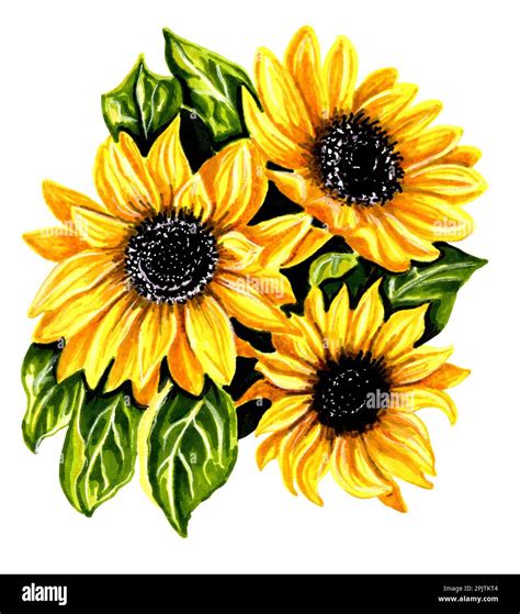 3 Sunflowers Drawing