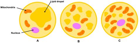 Ingesting Nuts Can Regulate Adipokines Expression in Individuals Living ...