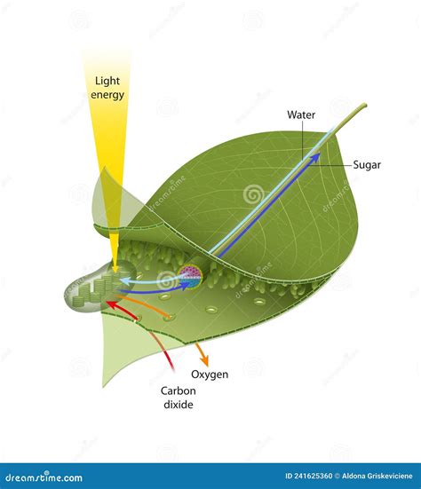 Photosynthesis is the Process that Uses Energy from the Sun, Together with Carbon Dioxide and ...