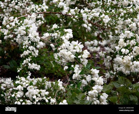 Closeup of the white flowers of the early summer flowering garden shrub ...