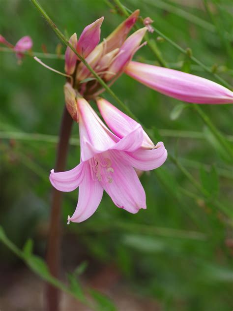 Amaryllis belladonna - Beth Chatto's Plants & Gardens