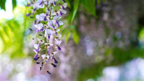 Download wallpaper 2560x1440 wisteria, flowers, inflorescences, purple ...