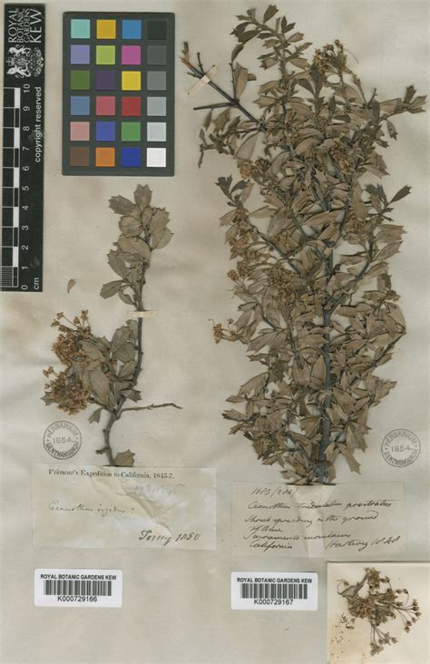 Ceanothus prostratus Benth. | Plants of the World Online | Kew Science