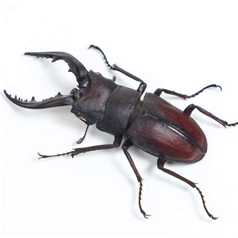 Japanese Stag Beetle In Box Frame (Prosopocoilus inclinatus)