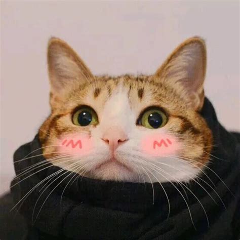 超级好看的猫咪可爱头像图片大全最新版_配图网