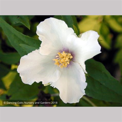 Philadelphus 'Belle Etoile', Mock Orange – Dancing Oaks Nursery and Gardens