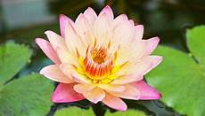 fiori loto fiori di loto propriet 224 e benefici anche per i bambini fiori loto fiori di loto propriet 224 e benefici anche per i bambini