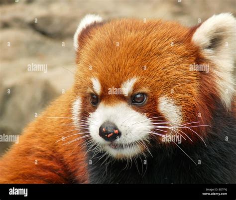 Red panda face Stock Photo - Alamy