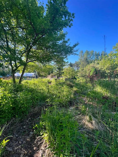 Pilates in the Garden , Otsego Community Gardens, Gaylord, 22 July 2024 ...