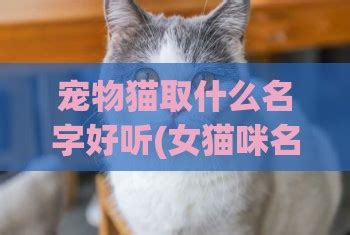 10个“软萌”猫咪名，个个都很洋气可爱——母猫版_名字